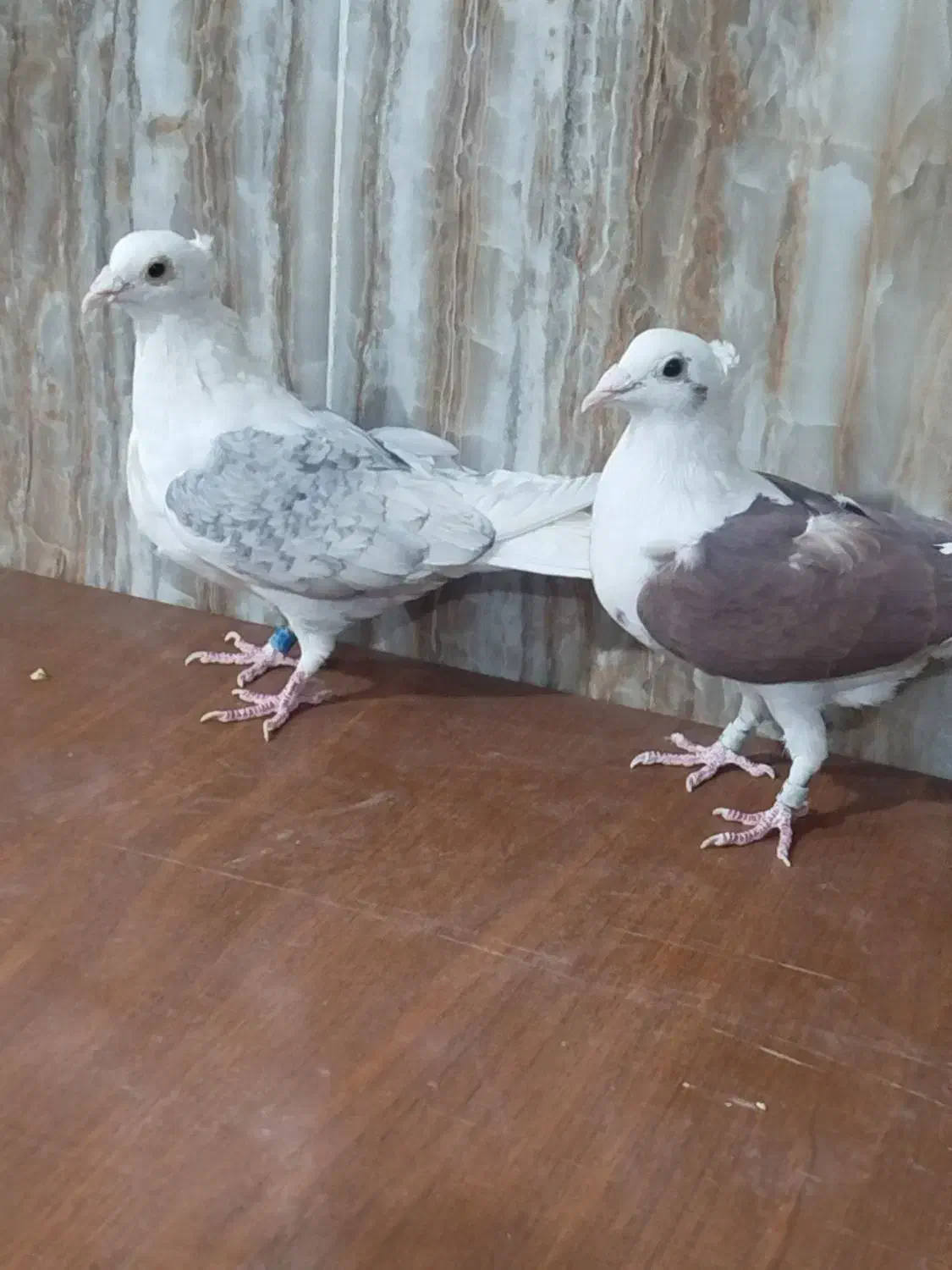 کبوتر پشتی ماده کاکلی المانی|پرنده|شیراز, سلطان آباد|دیوار