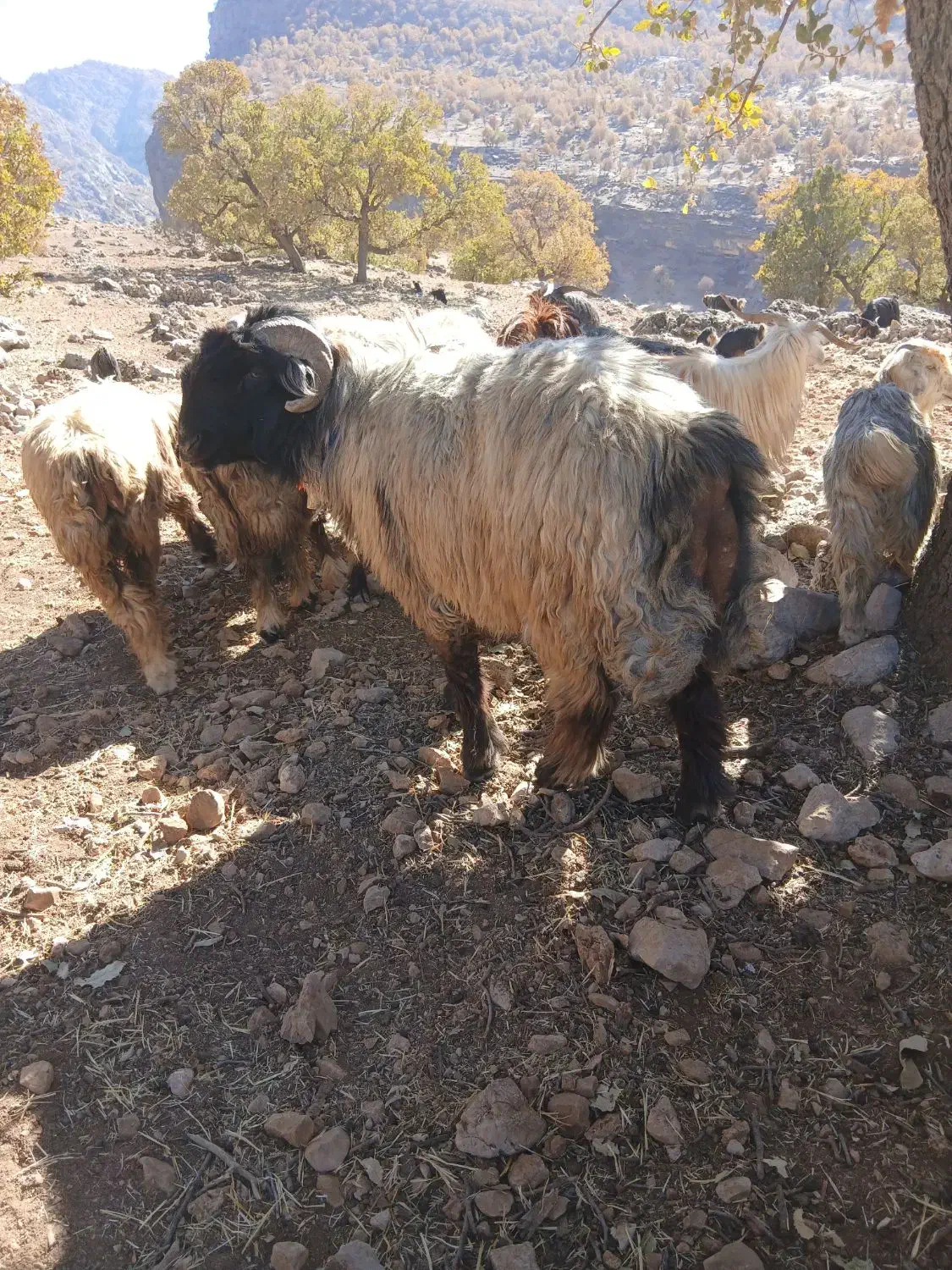 یک راس نرمیش|حیوانات مزرعه|بازفت, |دیوار