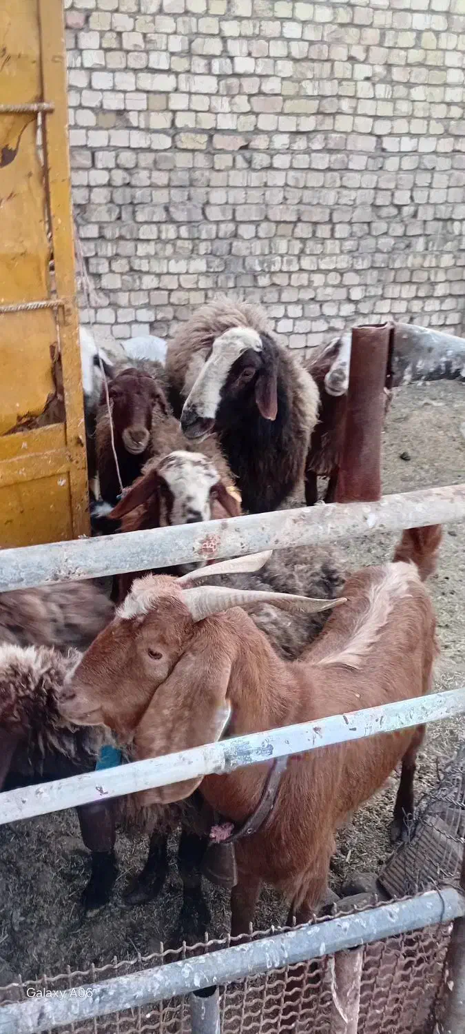 میش‌بره|حیوانات مزرعه|برخوار, |دیوار