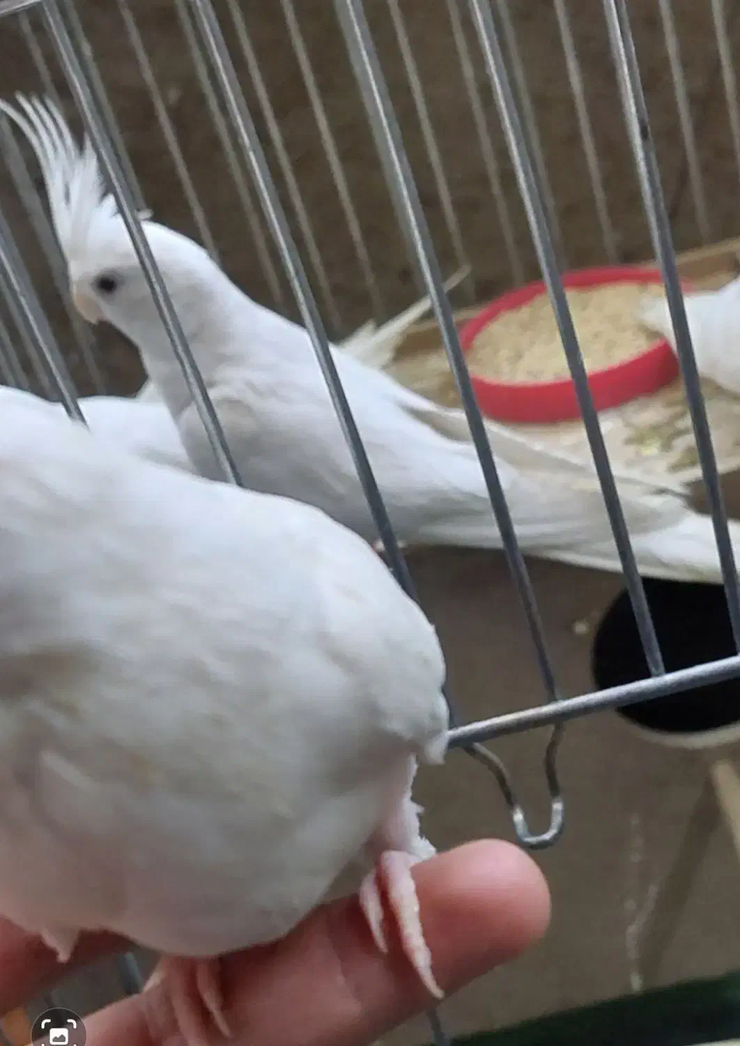 یک جفت البینو مولد|پرنده|رزن, |دیوار