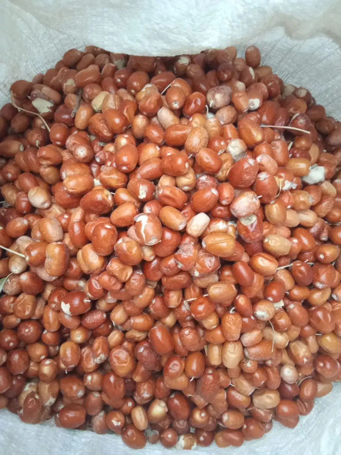 سنجد|خوردنی و آشامیدنی|سنندج, |دیوار