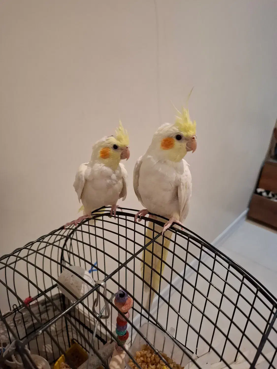 عروس هلندی نر و ماده|پرنده|تهران, ولنجک|دیوار