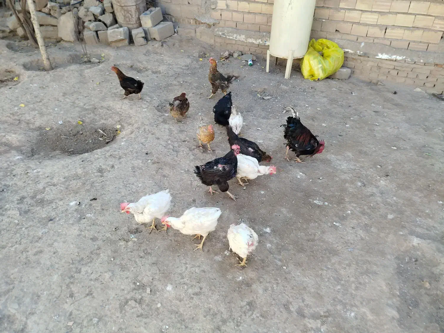 فروش مرغ و خروس محلی|حیوانات مزرعه|خواجه, |دیوار