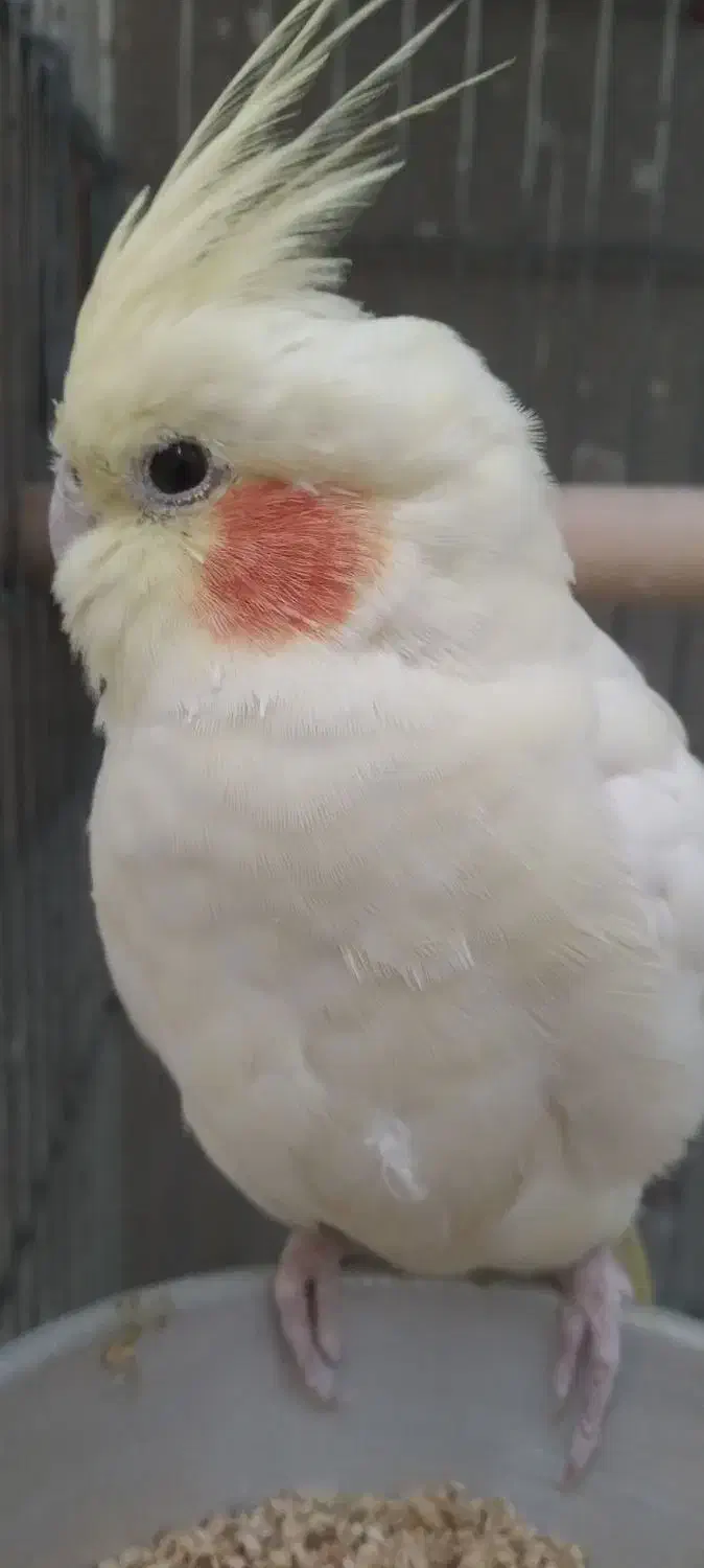 فروش عروس هلندی|پرنده|پاکدشت, پاکدشت (مامازند)|دیوار