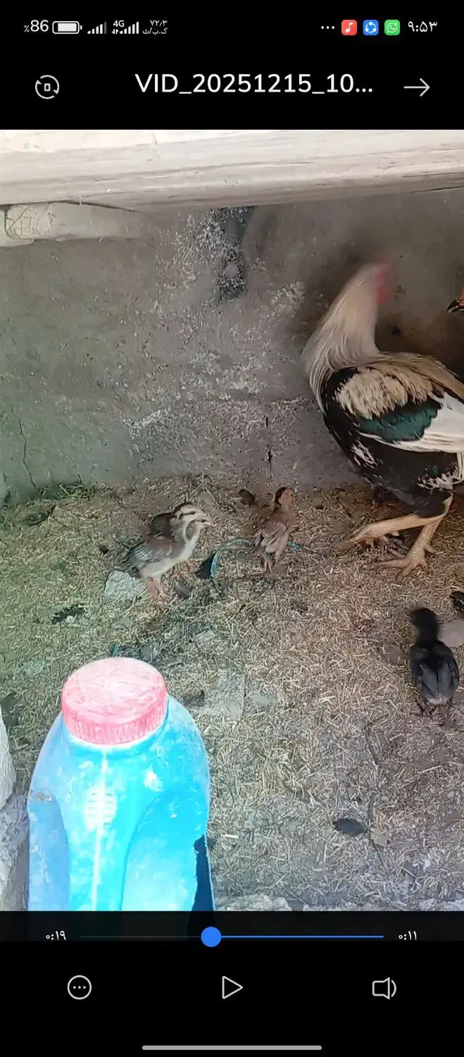 مرغ|حیوانات مزرعه|سراوان, |دیوار