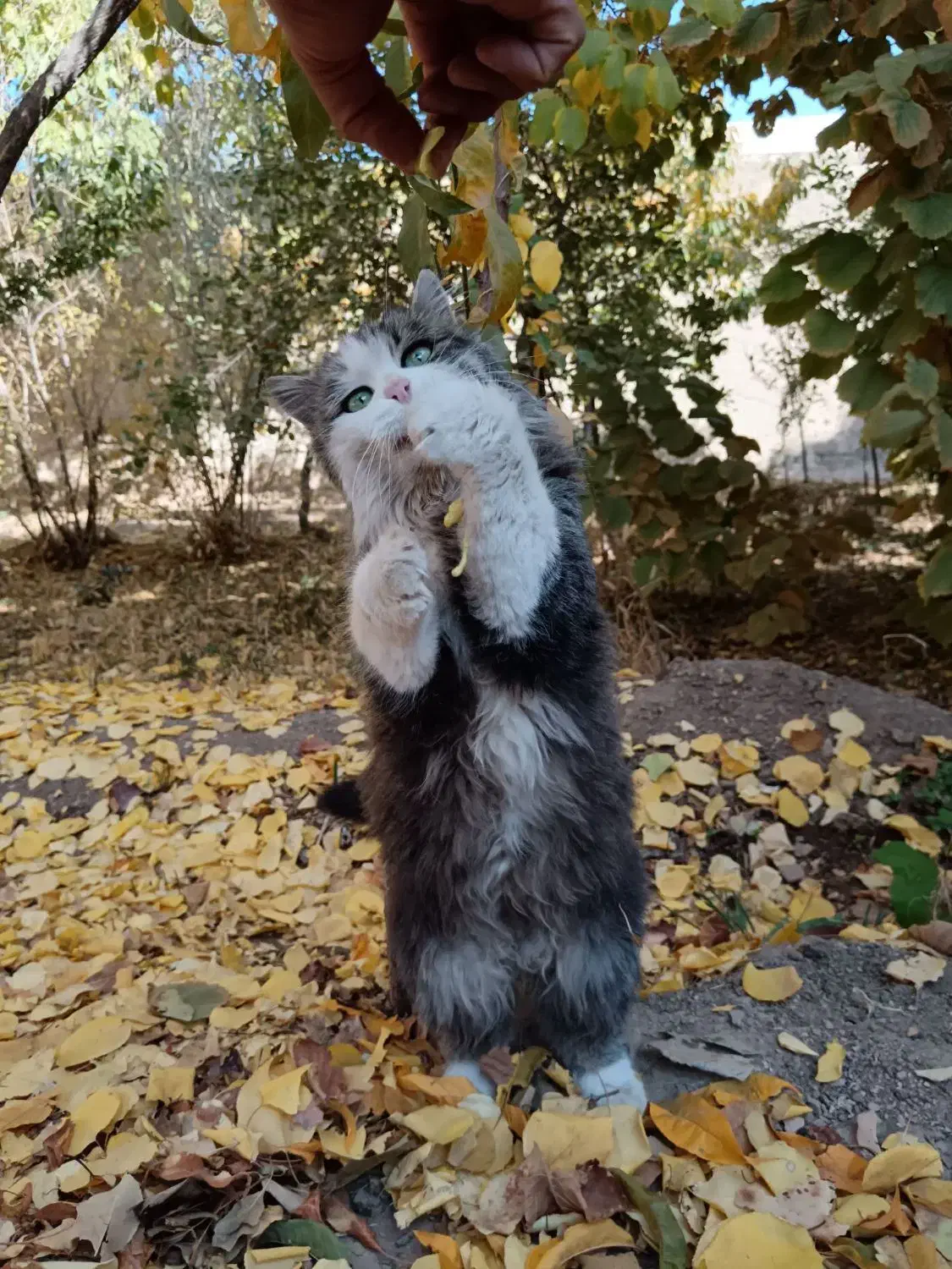 گربه خانگی|گربه|دهق, |دیوار