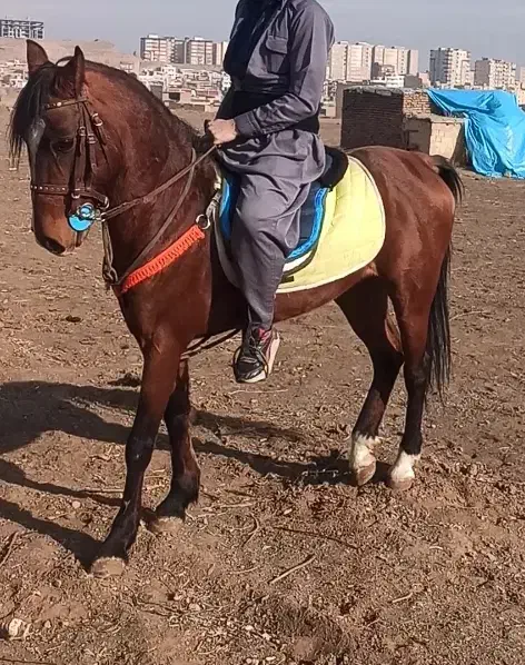 نریان دره شور، و مادیان کرد|اسب و تجهیزات اسبسواری|مرند, |دیوار