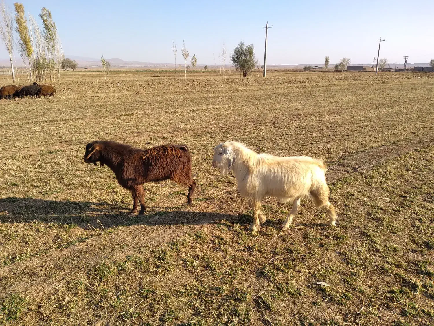 ۲عددبزغاله نرعراقی|حیوانات مزرعه|خواجه, |دیوار