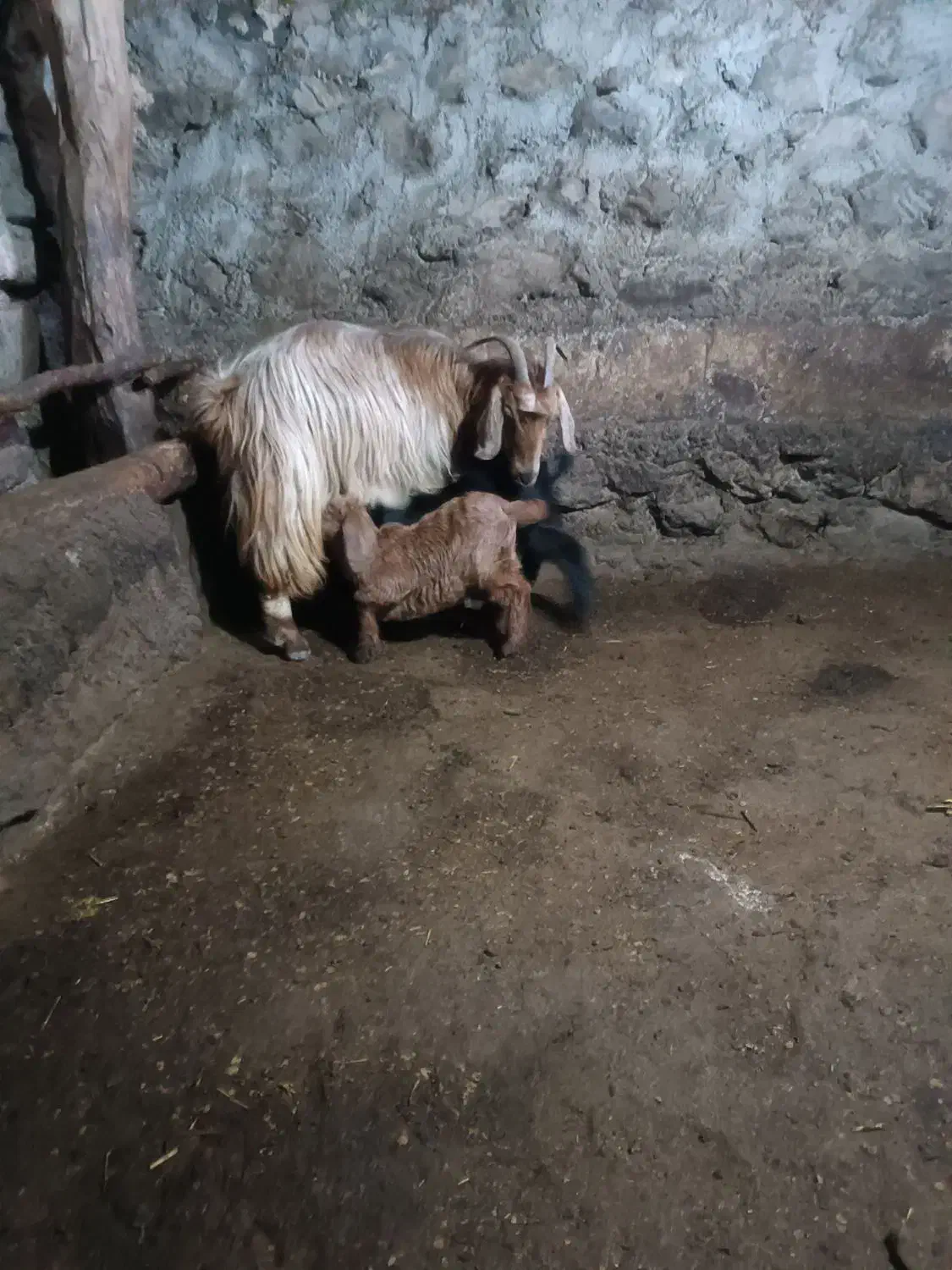 بز دامازدخ 13عدد|حیوانات مزرعه|مرادلو, |دیوار