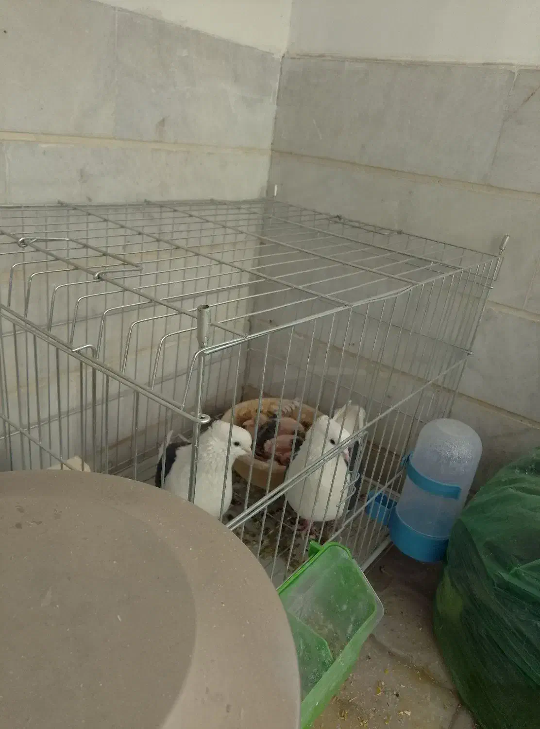 کبوتر یک جفت مهر با جوجه|پرنده|آبیک, |دیوار