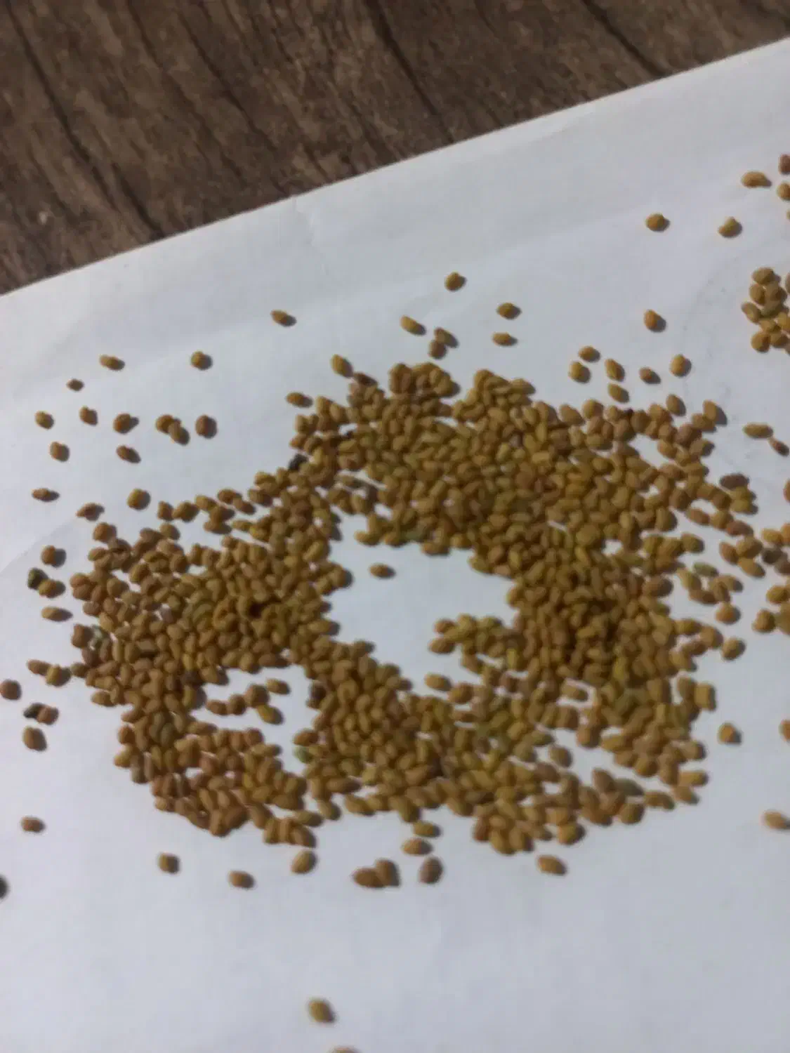 بذر یونجه|گل و گیاه طبیعی|گلپایگان, |دیوار