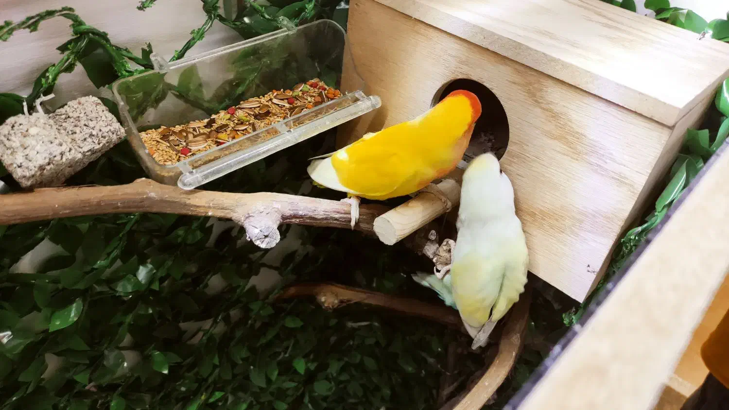 طوطی برزیلی معاوضه با یک جفت فنچ گلدین|پرنده|تهران, هفده شهریور|دیوار