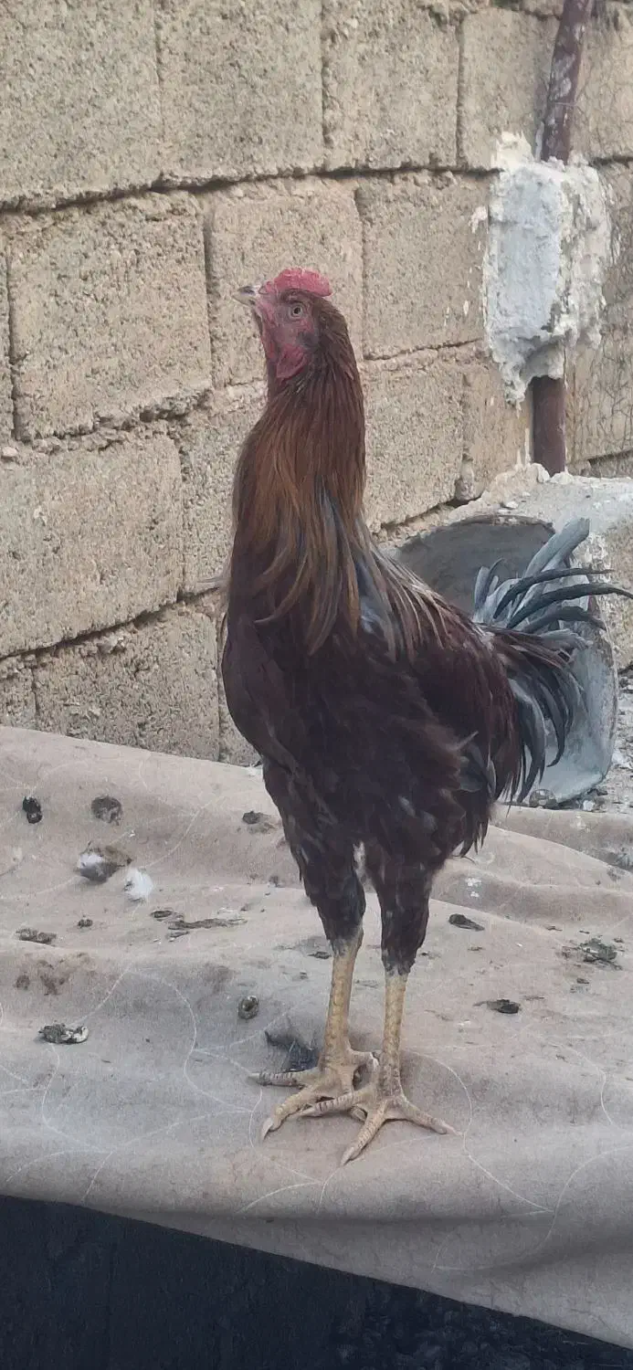 مرغ و خروس|حیوانات مزرعه|کوار, |دیوار