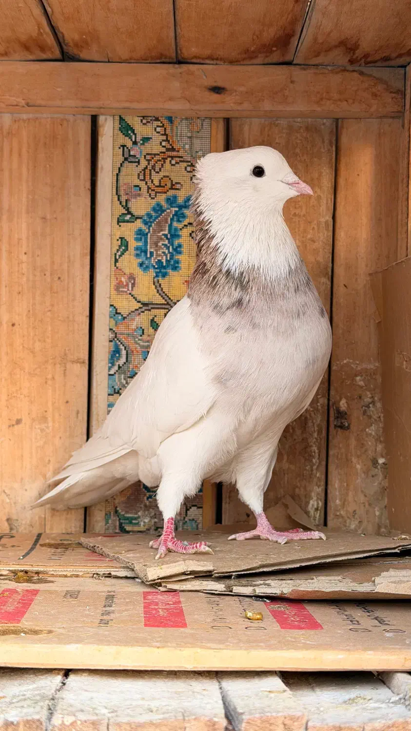 رنگی قیمت مناسب|پرنده|قم, انسجام|دیوار