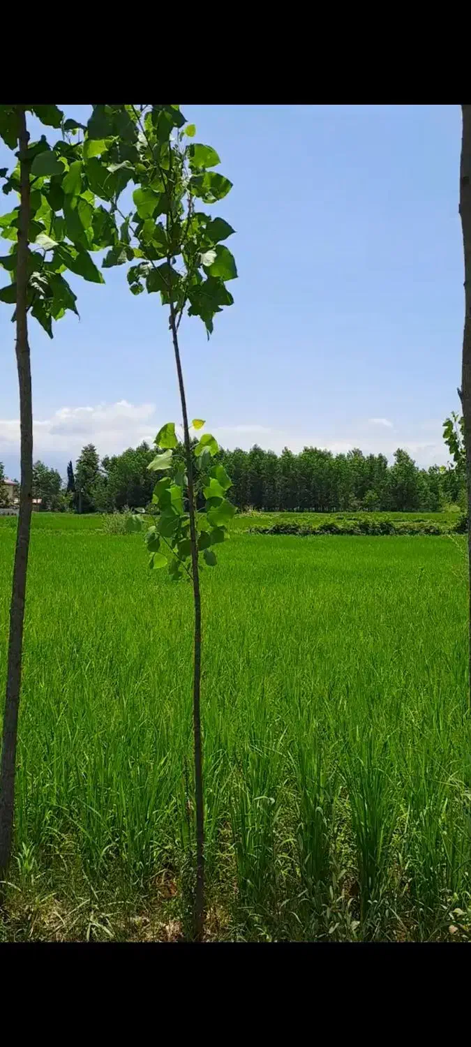 فروش زمین ۳۳۳متری در گیلان|فروش زمین و ملک کلنگی|آستانه اشرفیه, |دیوار