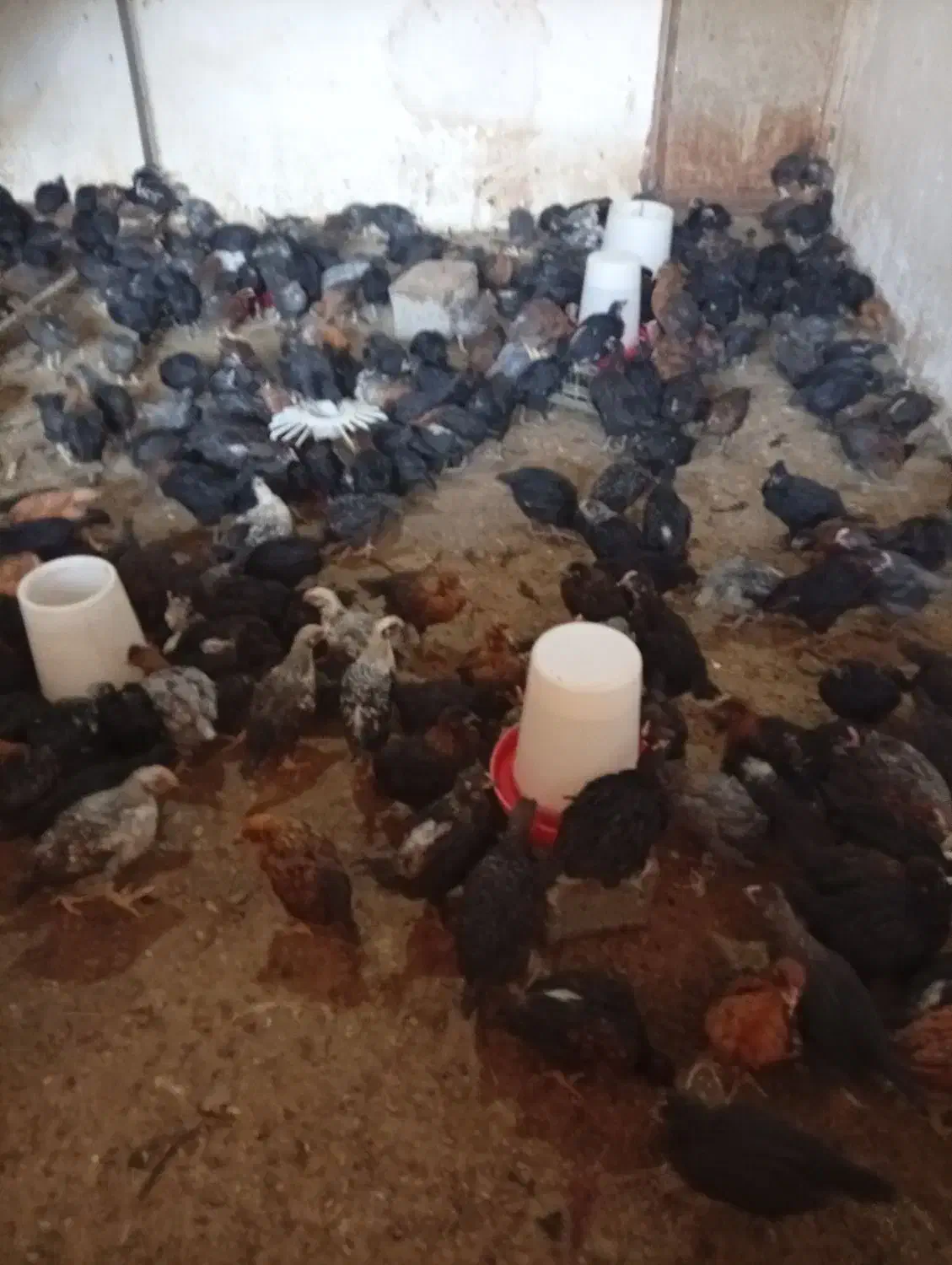 جوجه مرغ چهل روزه صحیح سالم|حیوانات مزرعه|فریدون‌کنار, |دیوار