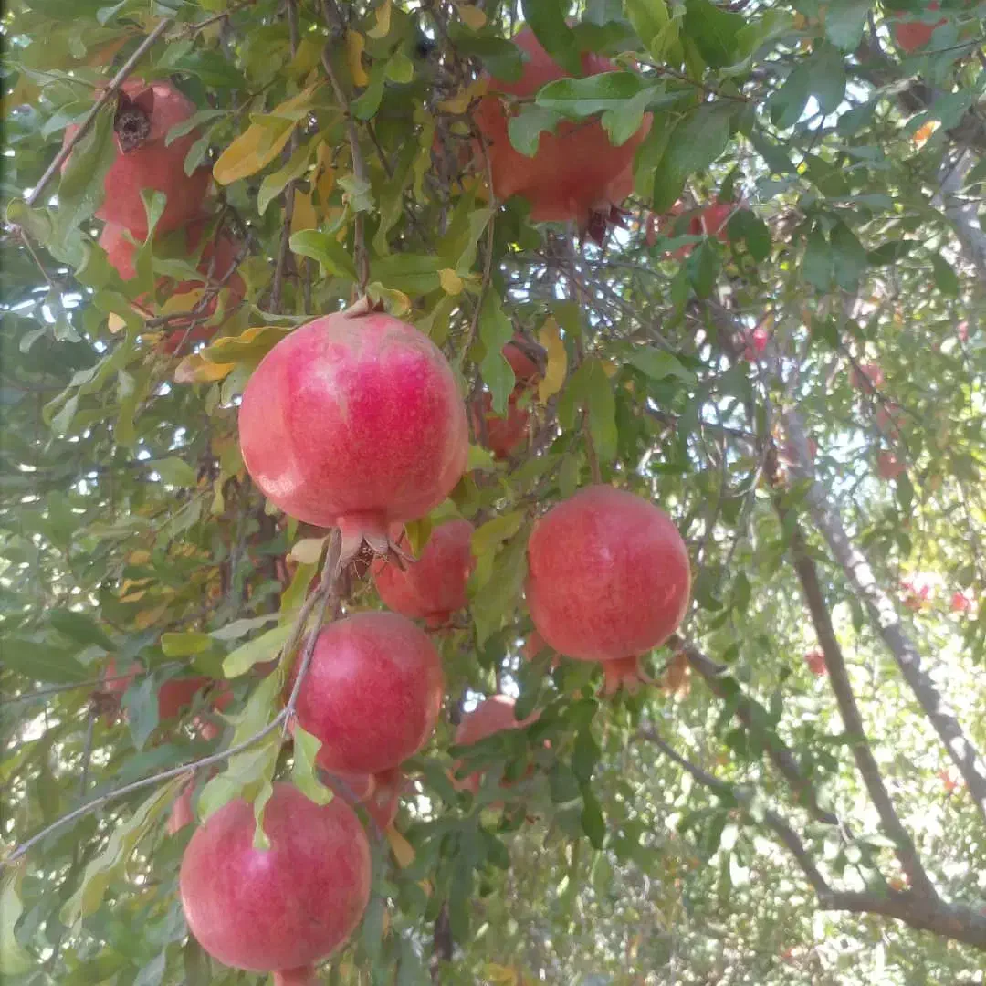 فروش انار درجه یک صادراتی منطقه شاپور کازرون|حراج|کازرون, |دیوار