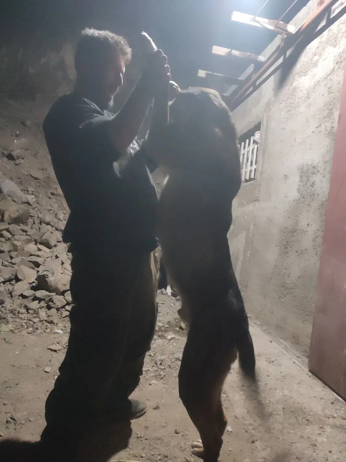 پژدر 10ماهه نر|سگ|رودبار, |دیوار