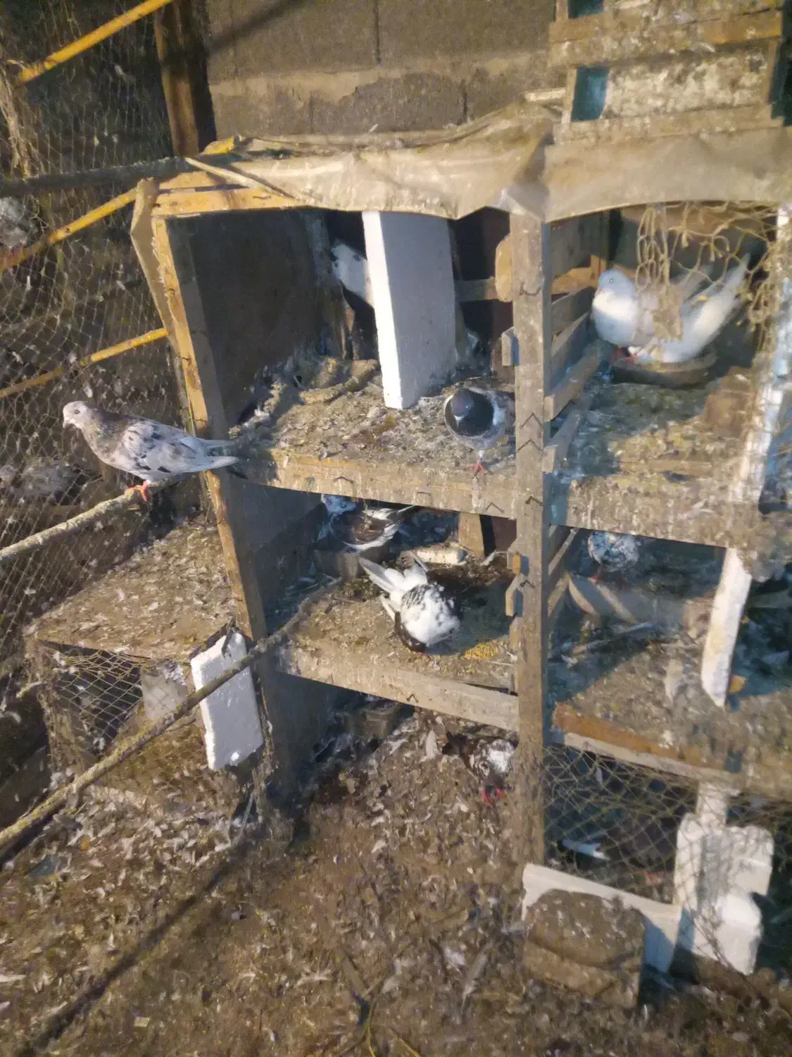 کبوتر پرشی|پرنده|کوچصفهان, |دیوار