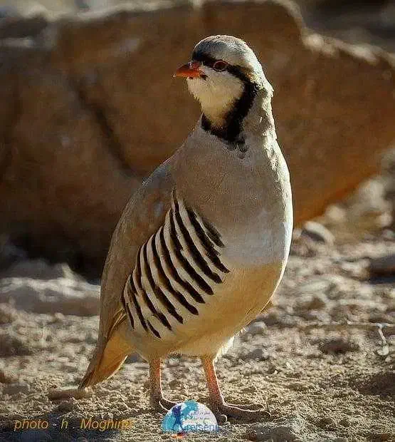 فروش ویژه پرنده های درجهیک|پرنده|تهران, باغ فیض|دیوار