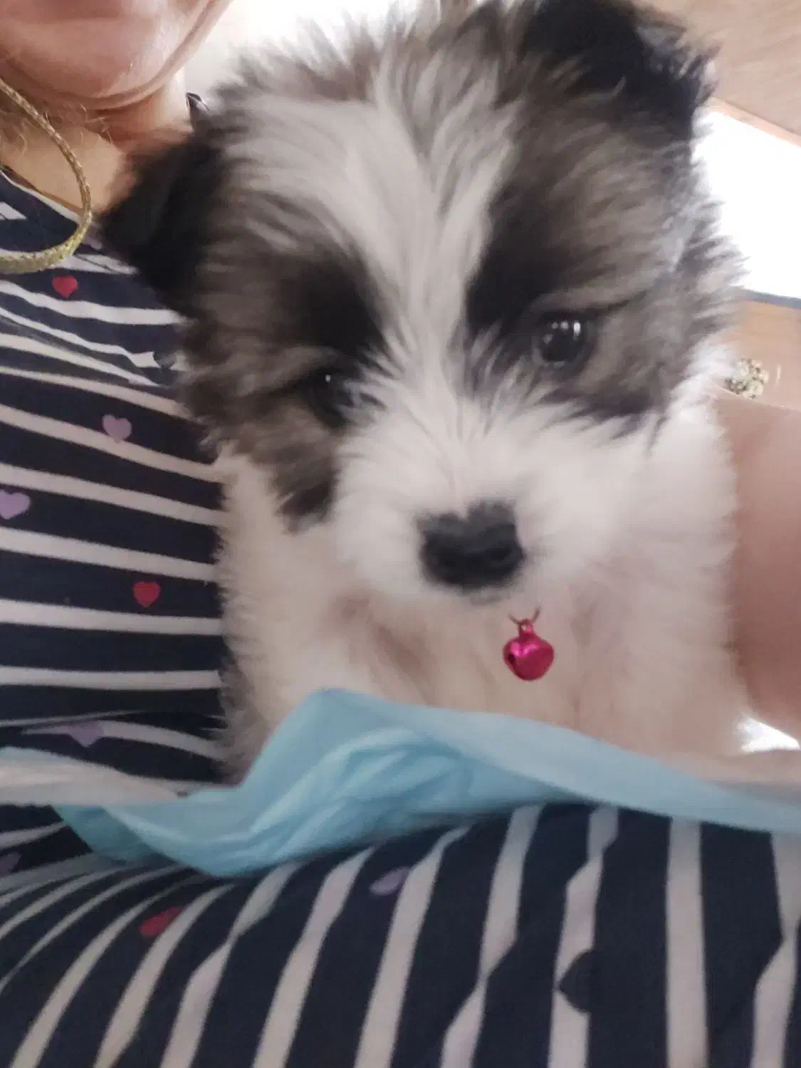 فروش توله شیتزو عروسکی|سگ|نوشهر, |دیوار