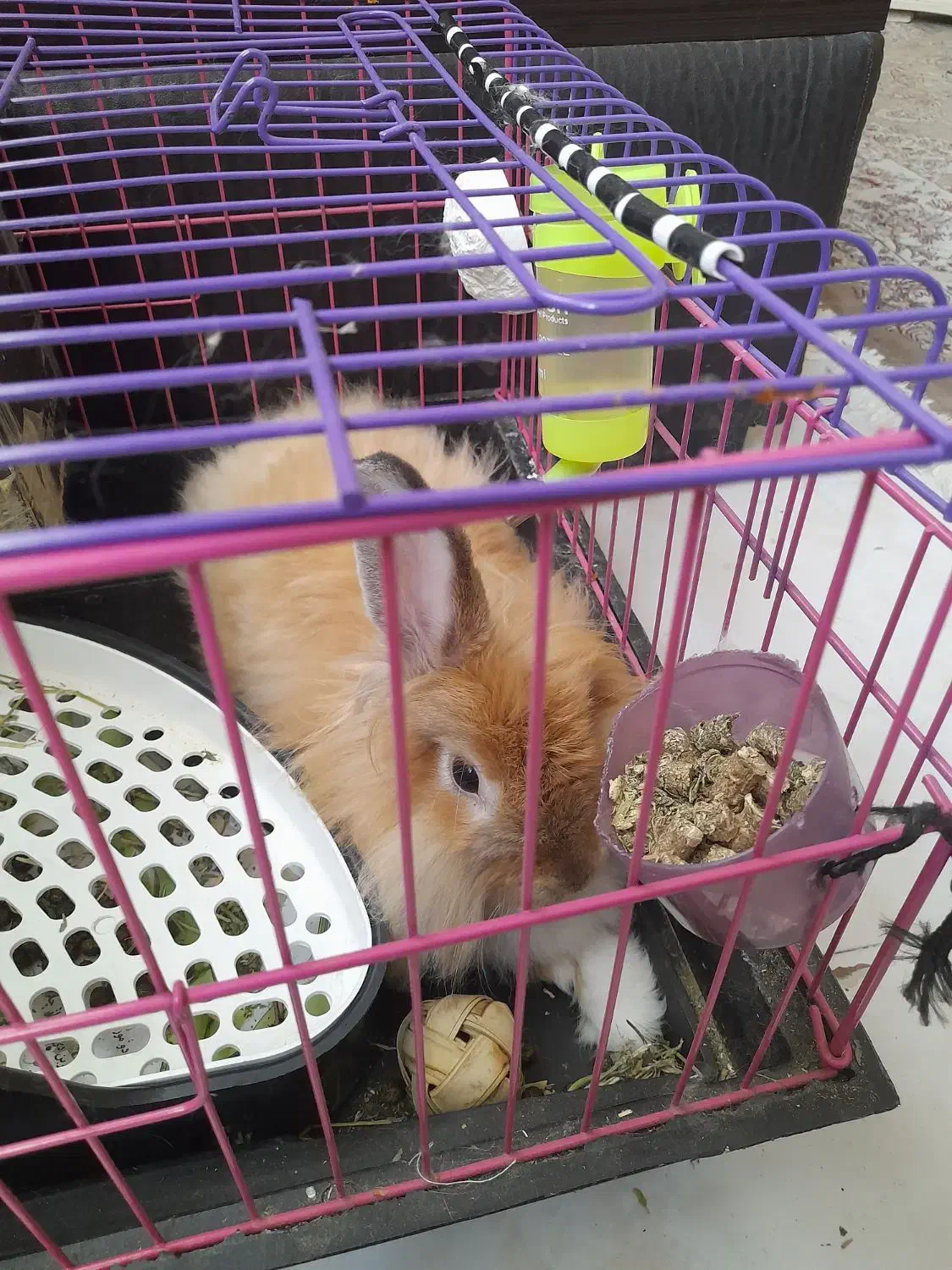 خرگوش لاین هد 5ماهه نر|موش و خرگوش|پردیس, فاز ۸|دیوار