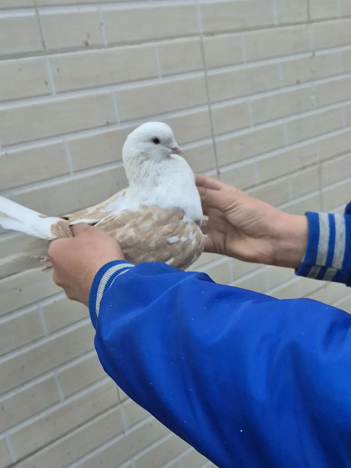 کبوتر تهرانی|پرنده|مبارکه, |دیوار