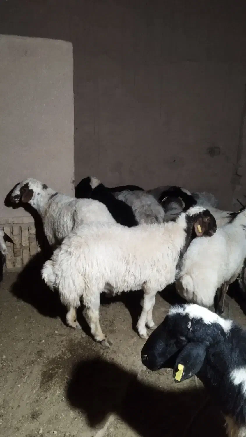 بره نر چاق گوسفند|حیوانات مزرعه|یزد, |دیوار