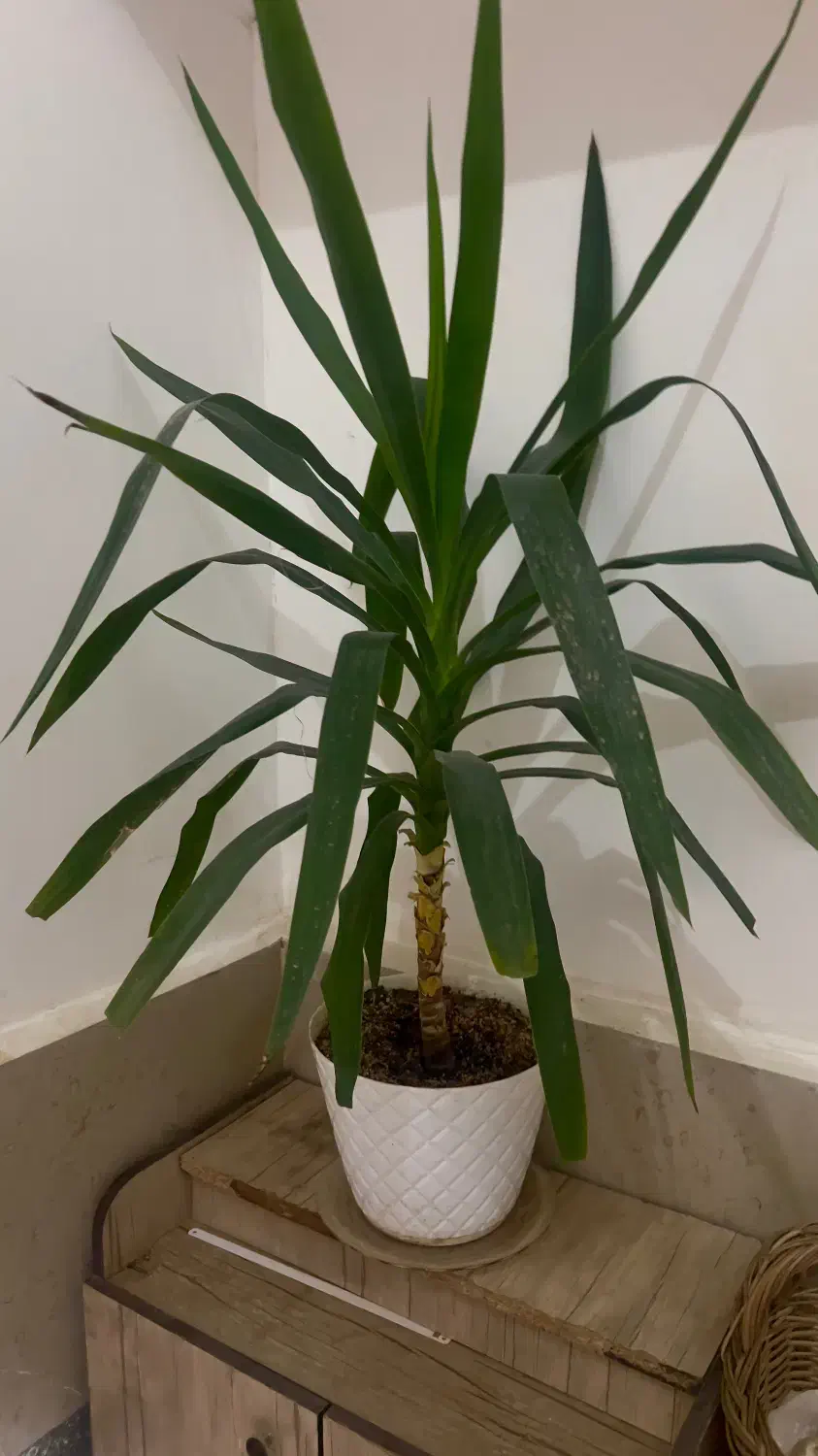 گل یوکا|گل و گیاه طبیعی|سبزوار, پاسداران|دیوار