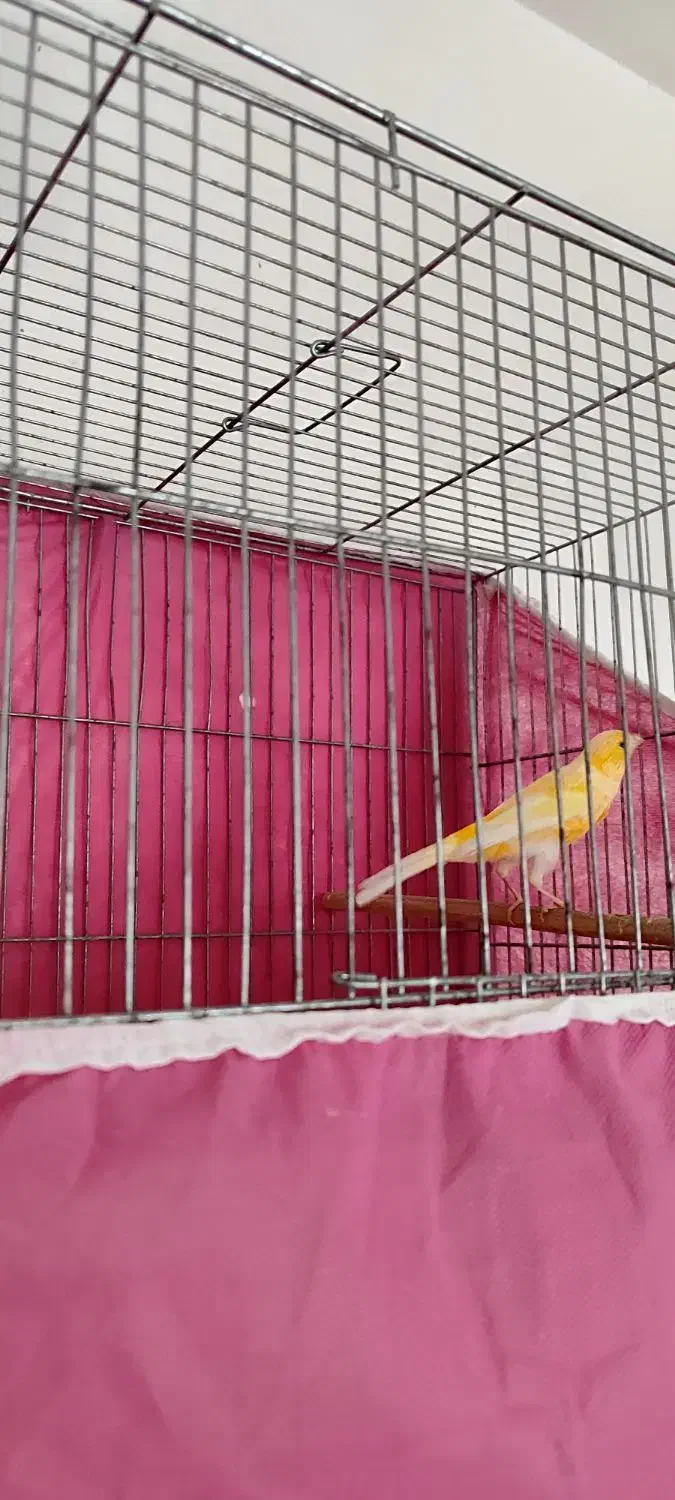 قناری نر طلایی مست مست|پرنده|بروجرد, |دیوار