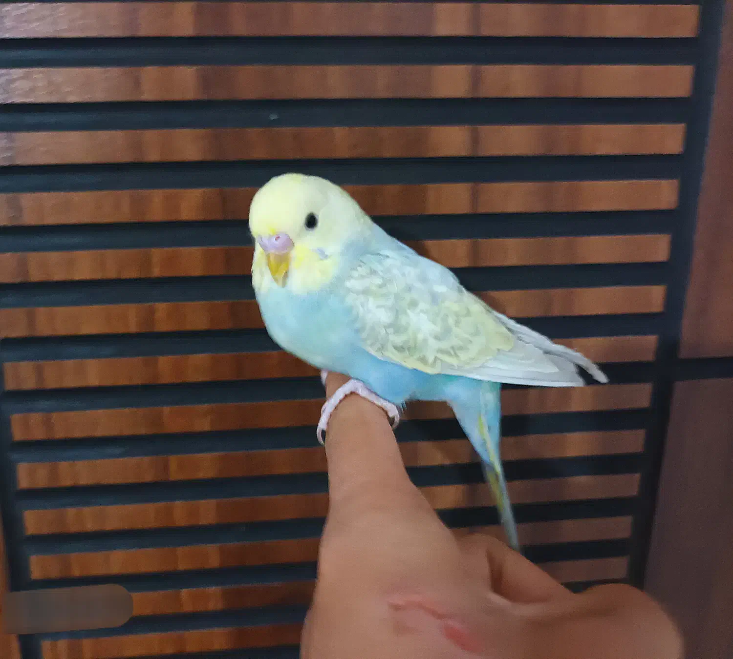 4 عدد مرغ عشق رینبو رام رنگ خاص|پرنده|پاکدشت, پاکدشت (مامازند)|دیوار