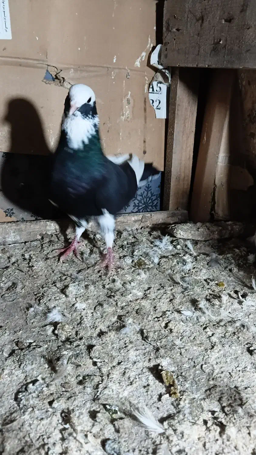 کبوتر|پرنده|لولمان, |دیوار