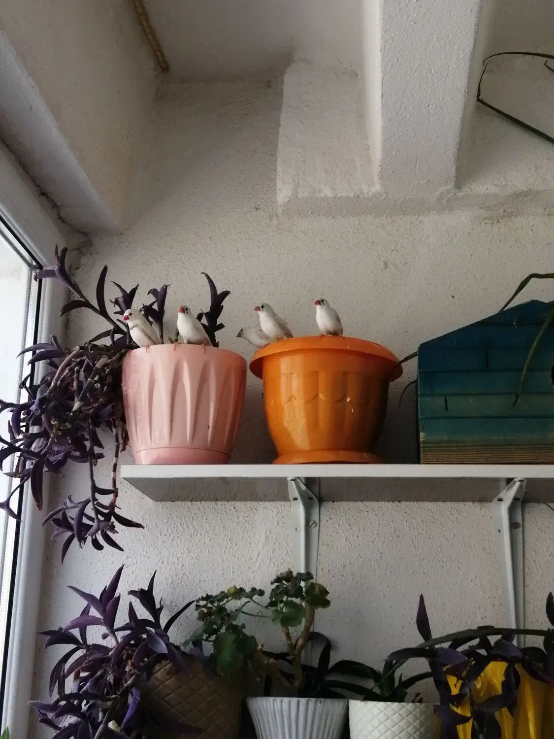 فنچ|پرنده|محمدشهر, شهرک پیام (مهرالبرز)|دیوار