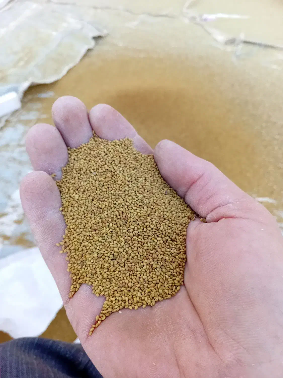 بذر|خدمات باغبانی و درختکاری|بکتاش, |دیوار