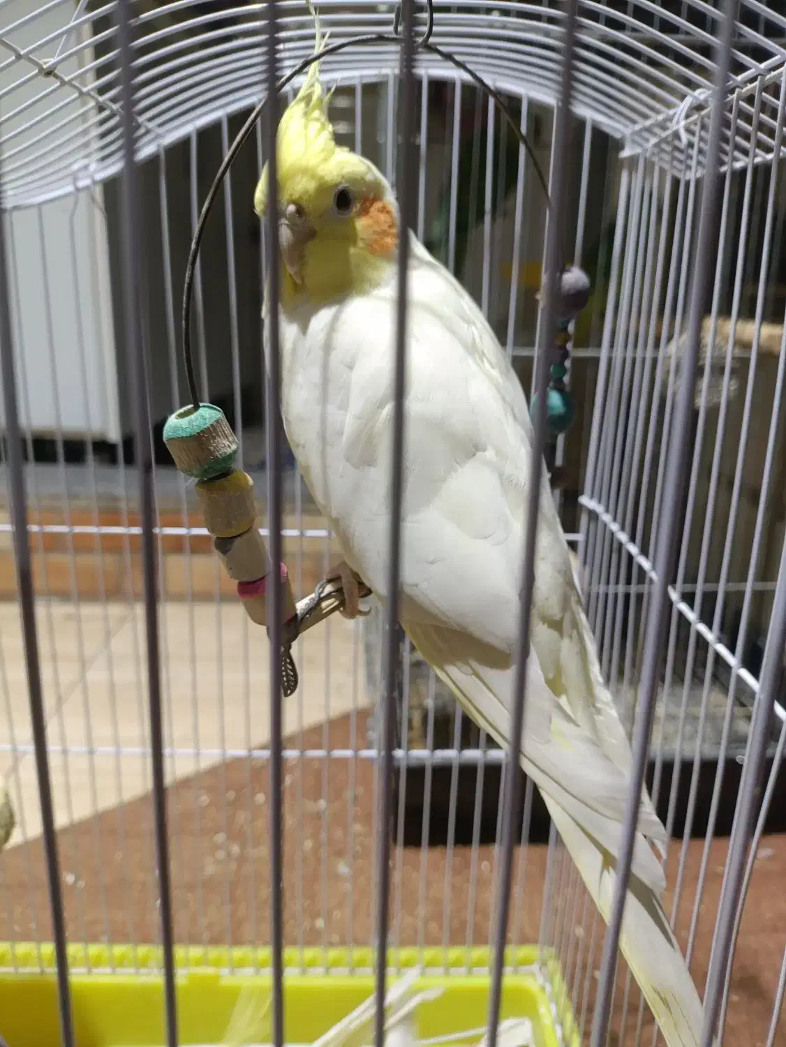 عروس هلندی ماده|پرنده|مراغه, |دیوار