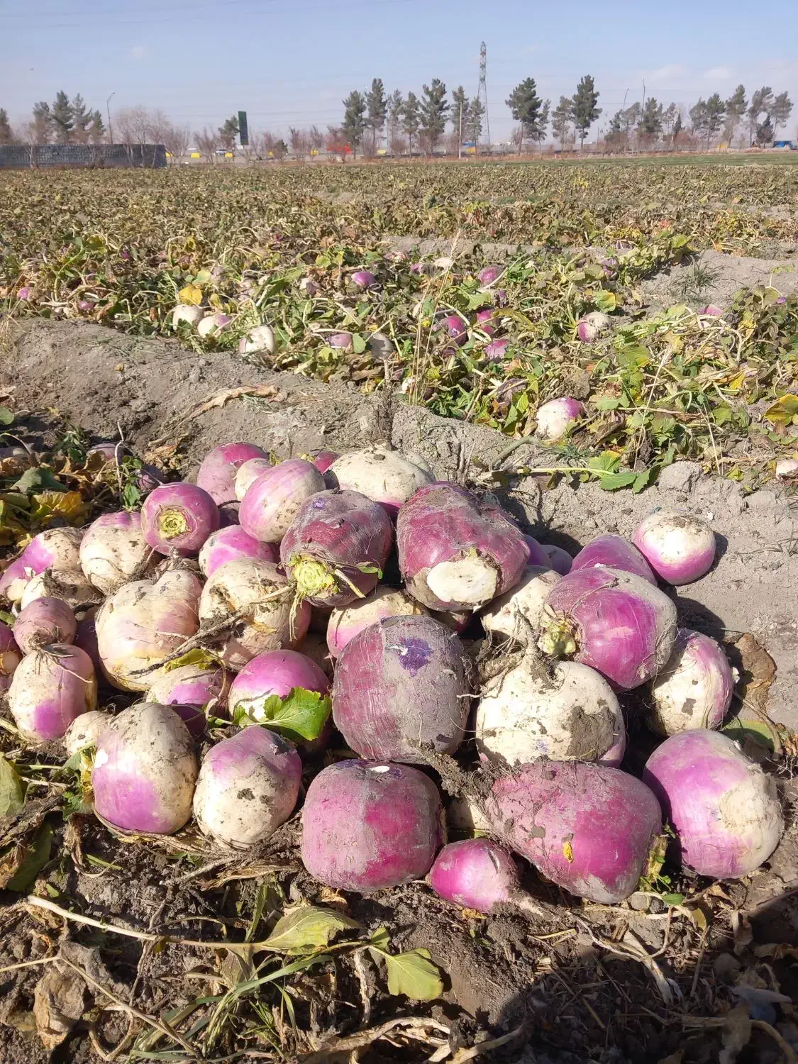 شلغم و چغندر دامی|گل و گیاه طبیعی|اصفهان, قهجاورستان|دیوار