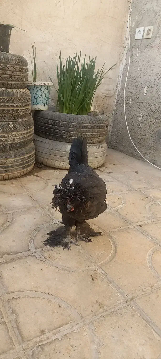 مرغ سلطان|حیوانات مزرعه|کازرون, |دیوار