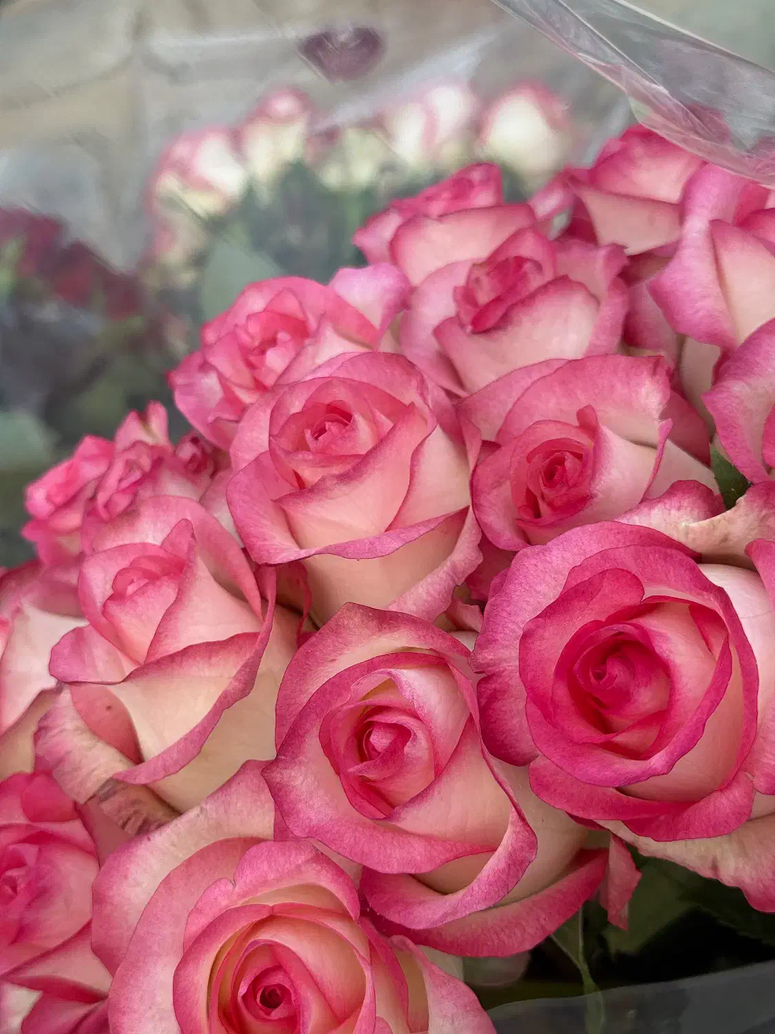 خانم جهت کار در گلخانه گل رز|استخدام صنعتی، فنی، مهندسی|گلبهار, نوبهار|دیوار