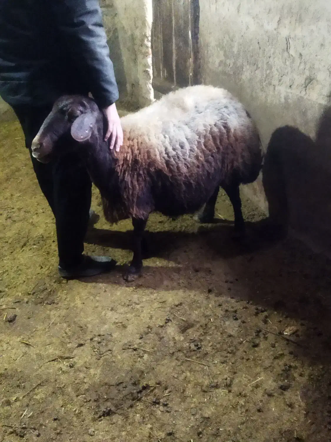 حیوانات مزرعه|حیوانات مزرعه|ماهنشان, |دیوار