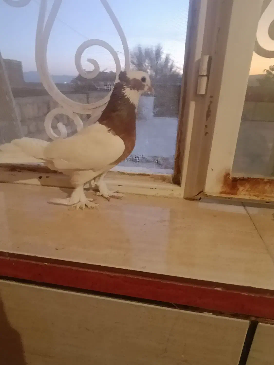 کبوتر طوقی کوار|پرنده|طسوج, |دیوار