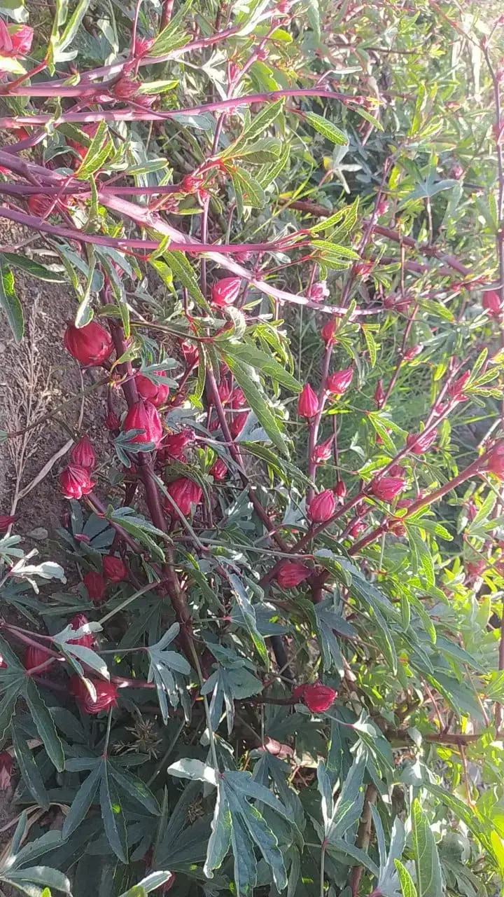 چای ترش تازه|خوردنی و آشامیدنی|تهران, شهرک علم و فناوری|دیوار