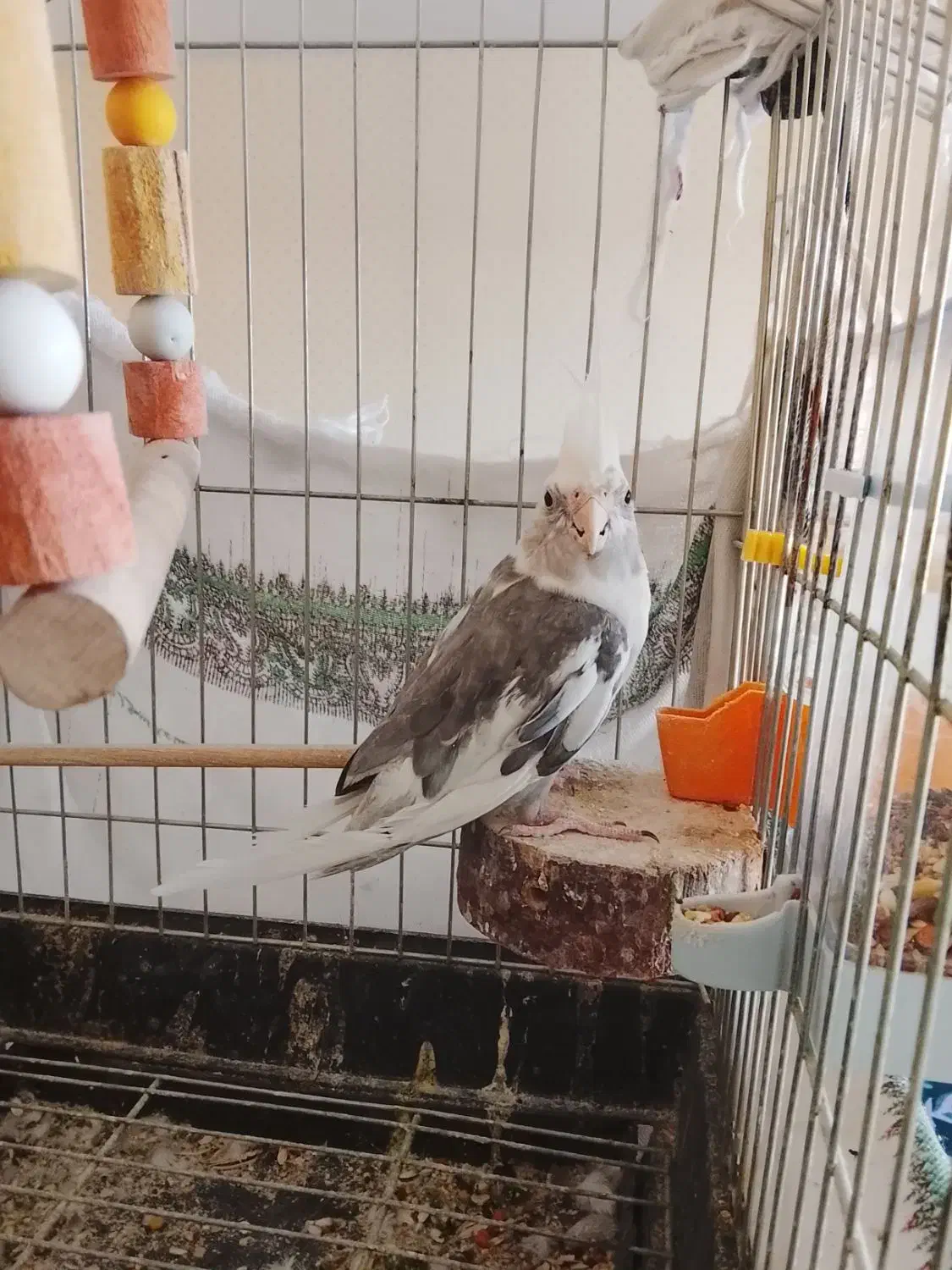 عروس هلندی|پرنده|محلات, |دیوار