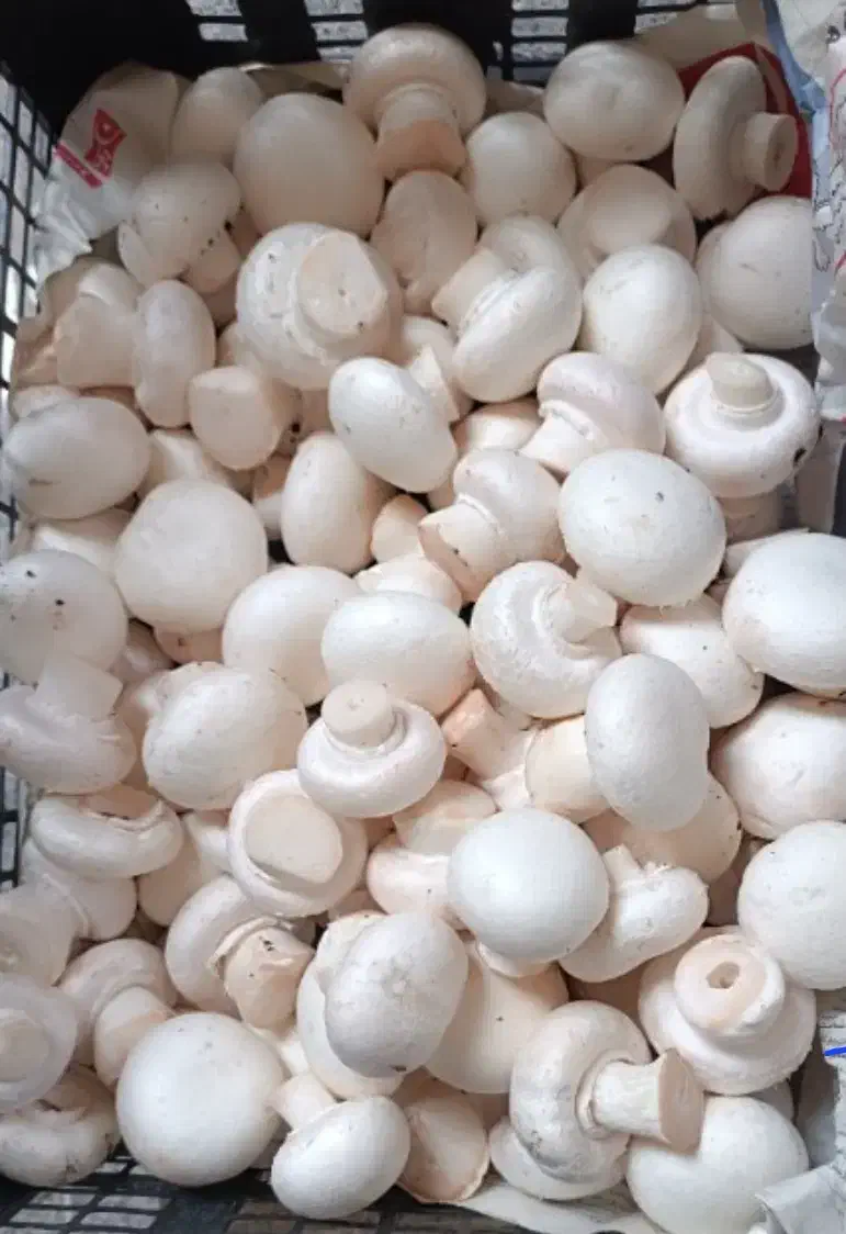 کارگر ساده با جای خواب|استخدام خدمات فروشگاه و رستوران|نوشهر, |دیوار