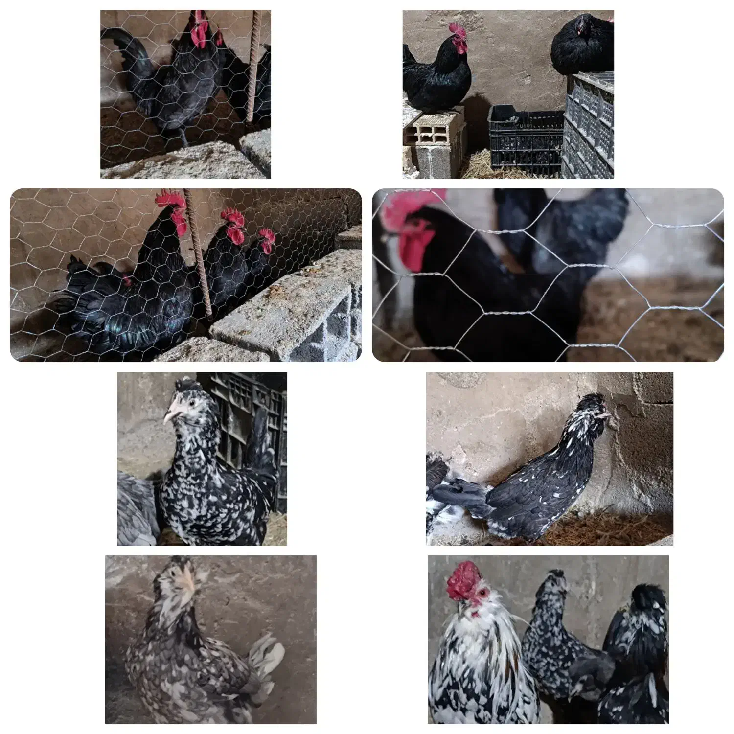 تخم نطفه دار استرالپ،گلین درجه یک|حیوانات مزرعه|برخوار, |دیوار