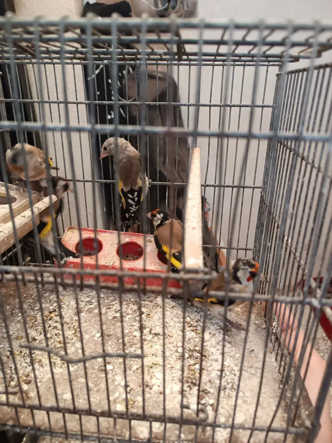 سهره  نر|پرنده|محمدیه-قزوین, |دیوار