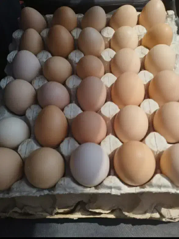 تخم مرغ محلی ارگانیگ تازه و درشت|خوردنی و آشامیدنی|قم, قلعه کامکار|دیوار
