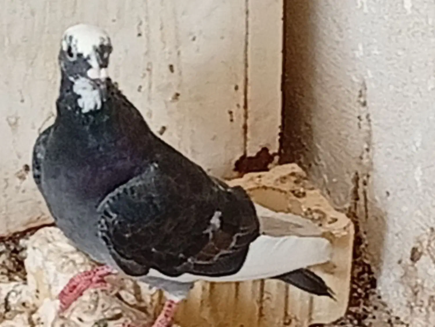 کبوتر|پرنده|خورموج, |دیوار