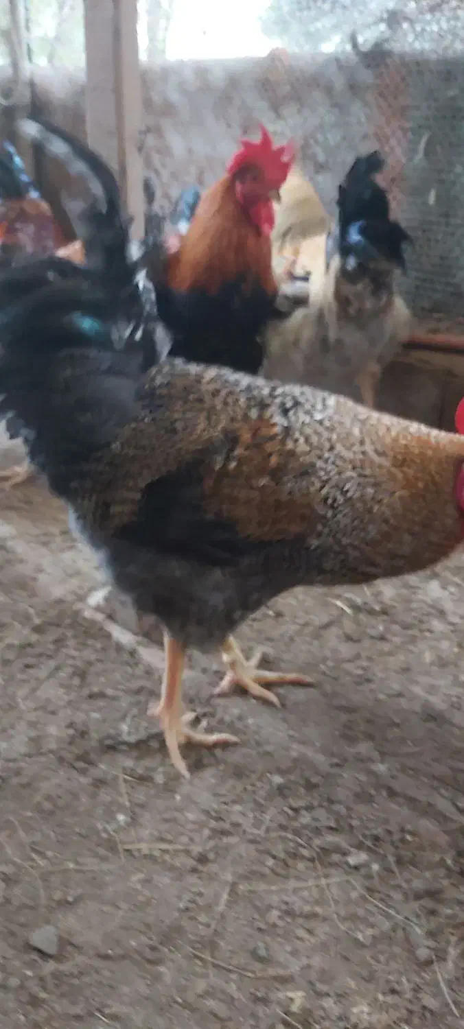 فروش خروس سنگین وزن گلپایگانی|حیوانات مزرعه|کلارآباد, |دیوار