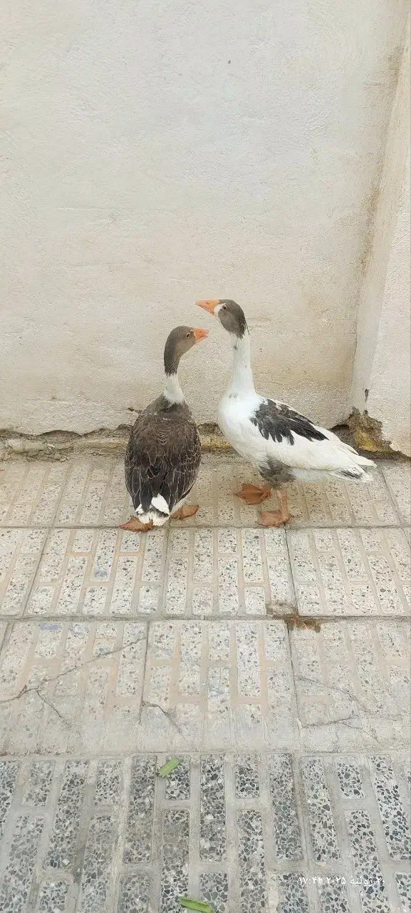 یک جفت غاز نر و ماده بالغ ۱ساله نزدیک تخم گزاری|حیوانات مزرعه|اصفهان, دهنو|دیوار