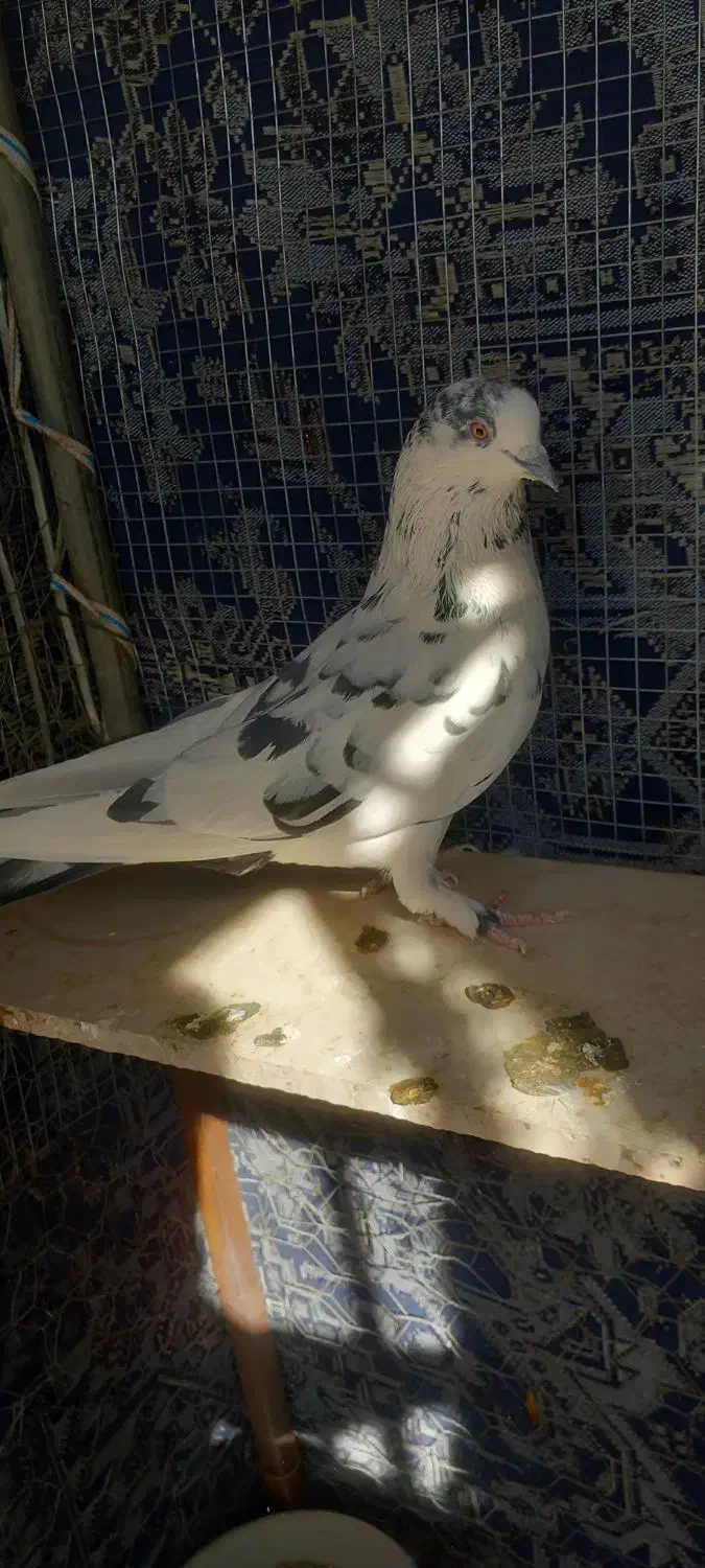 کفتر|پرنده|میبد, |دیوار